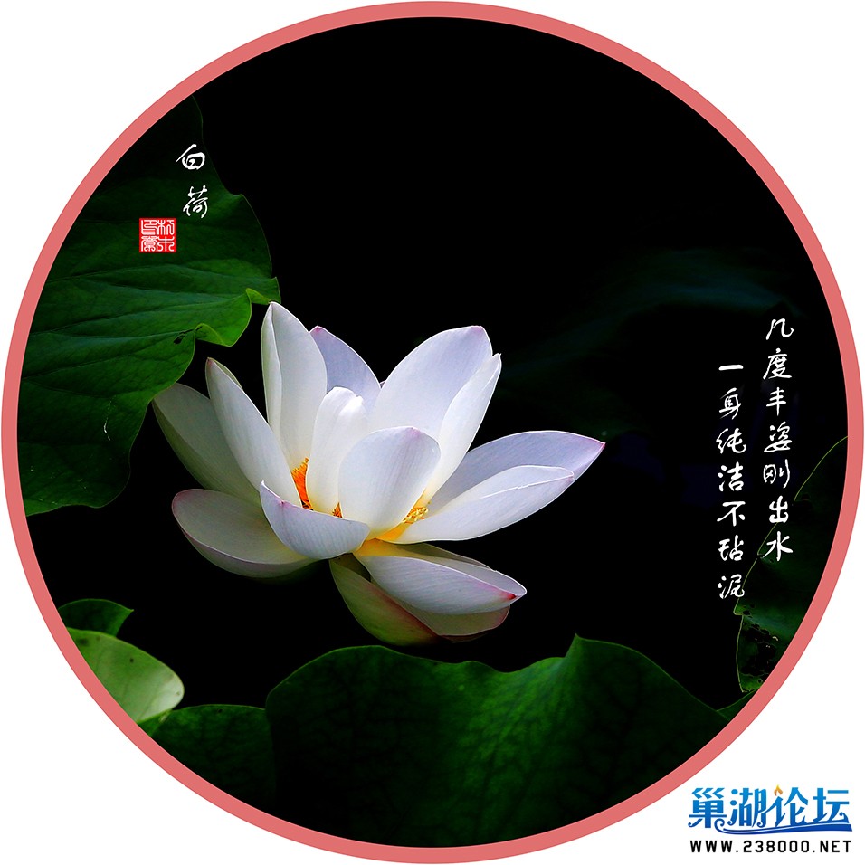 白荷.jpg