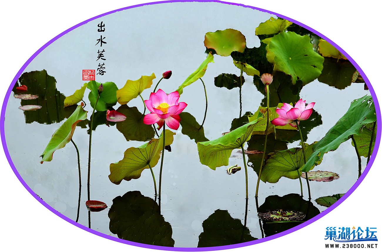 出水芙蓉.jpg