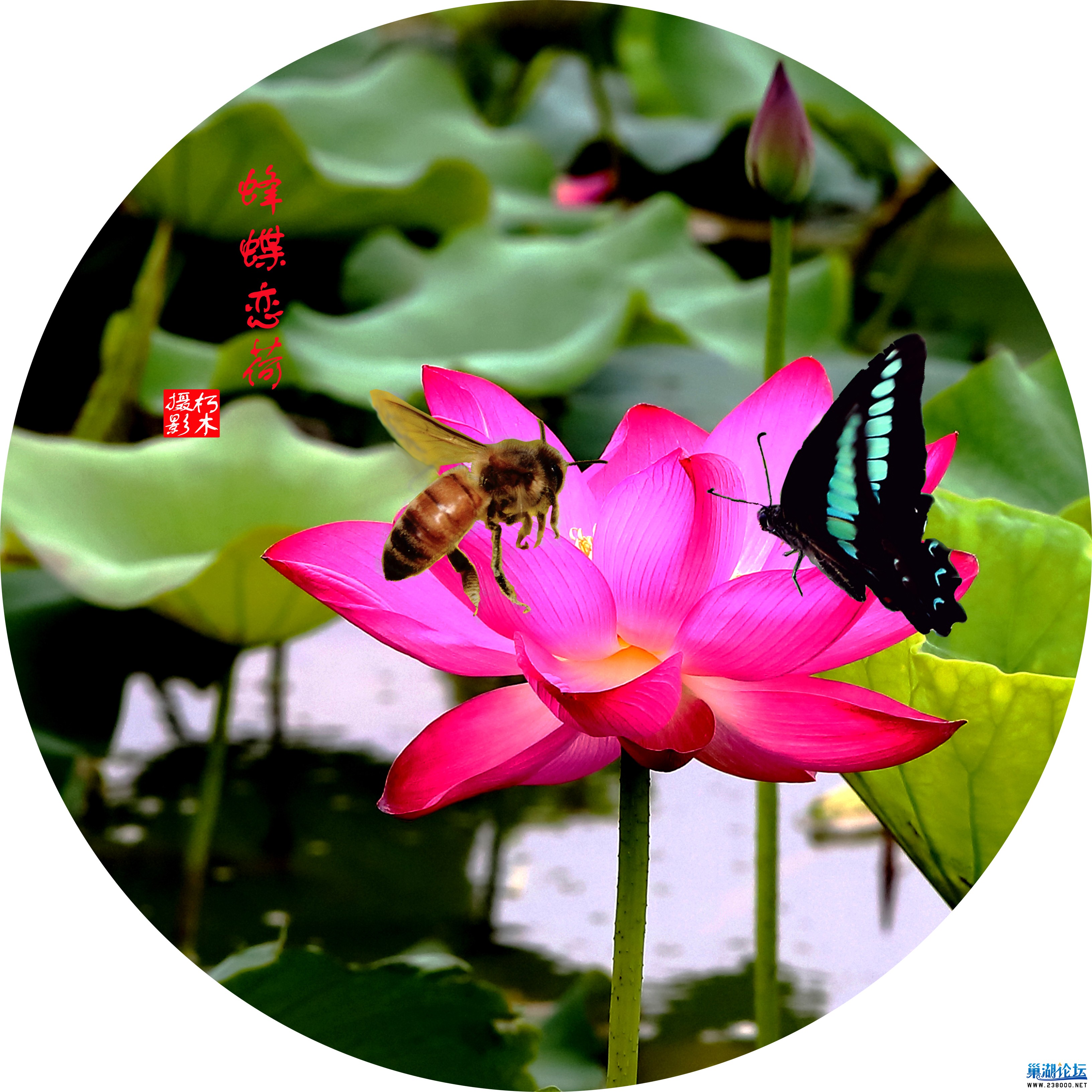 蜂蝶恋荷2.jpg