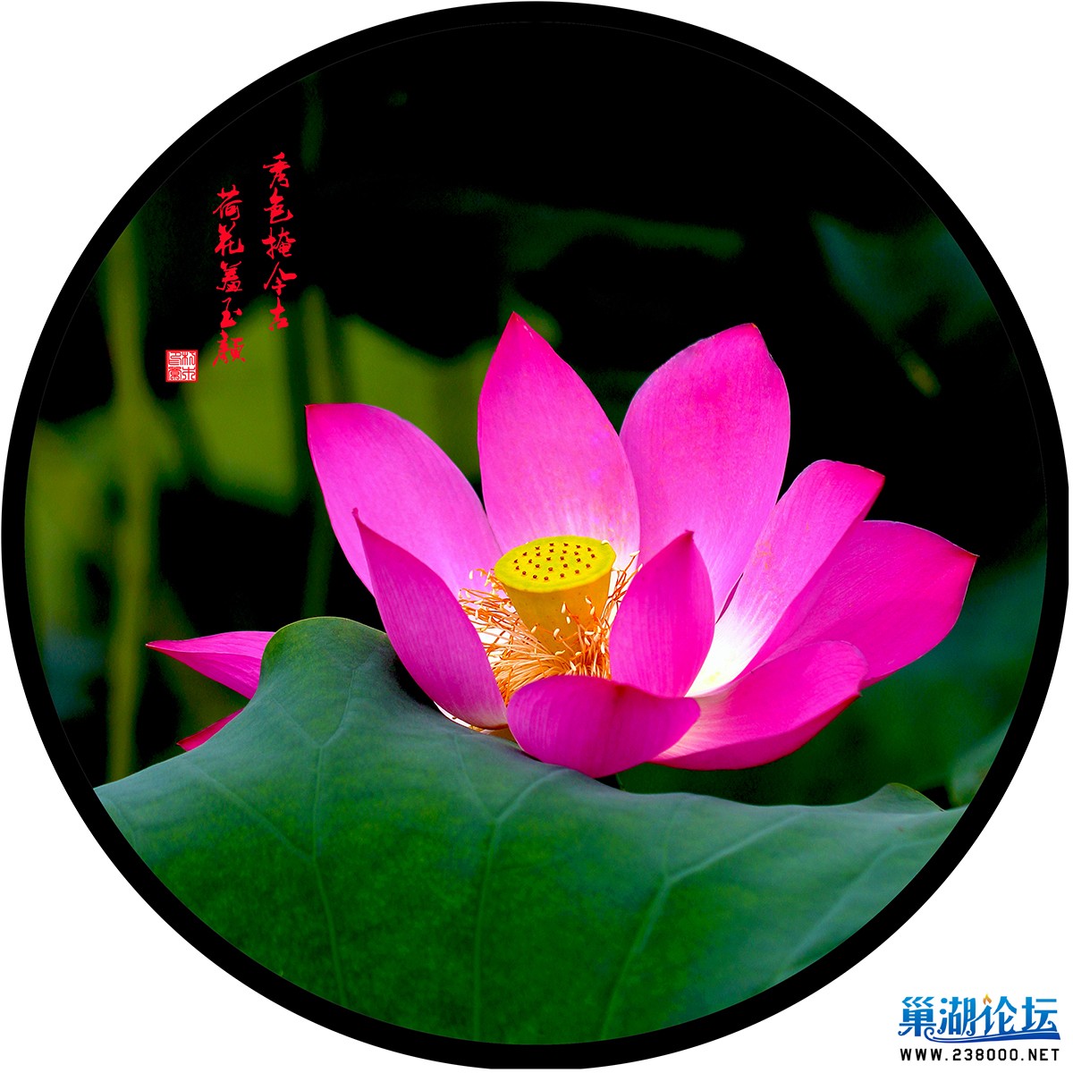 荷花羞玉颜.jpg