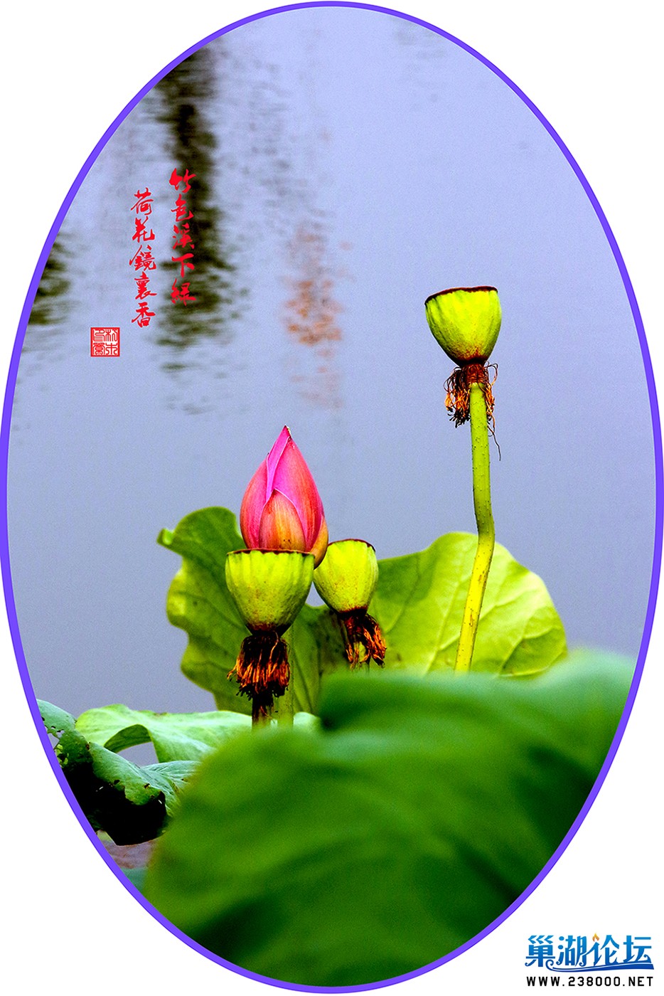 荷花.jpg