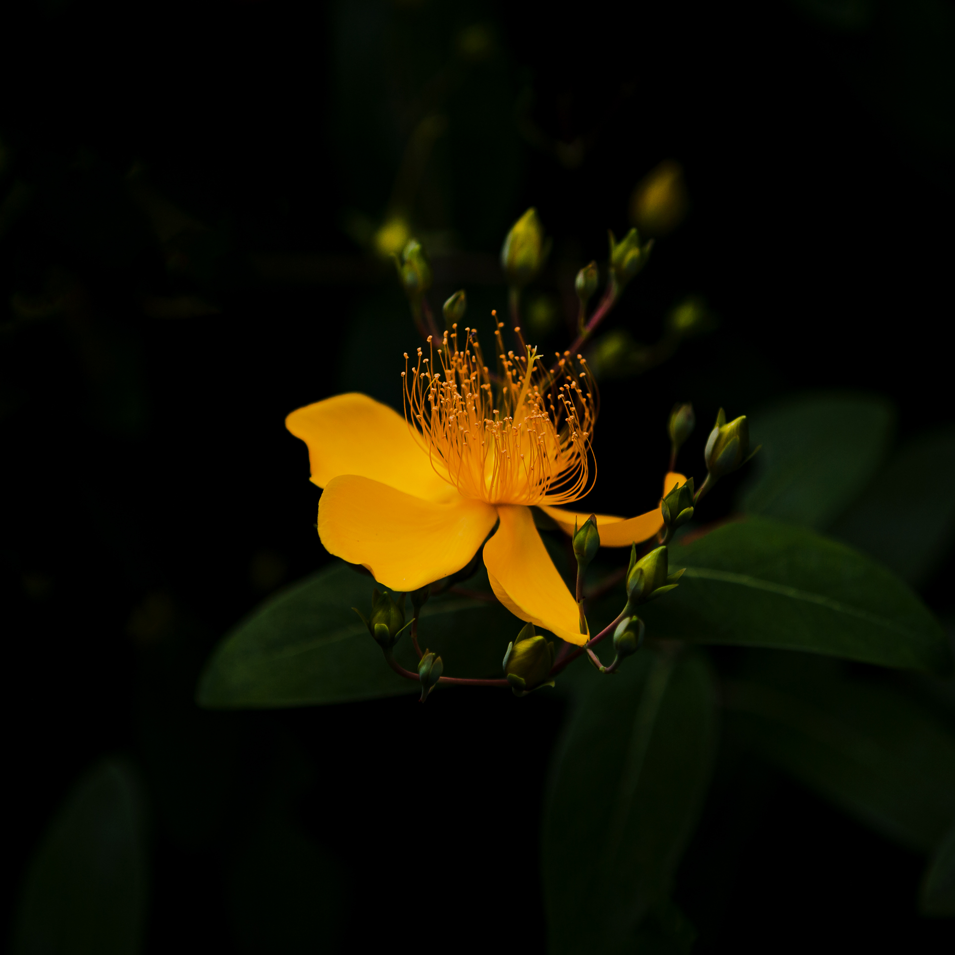 _MG_3054.jpg