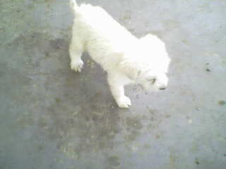 IMG0015A.jpg