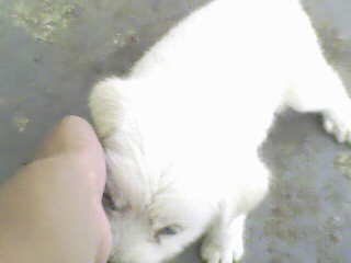IMG0011A.jpg