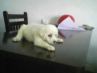 IMG0017A.jpg