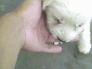 IMG0012A.jpg