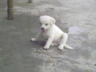 IMG0019A.jpg