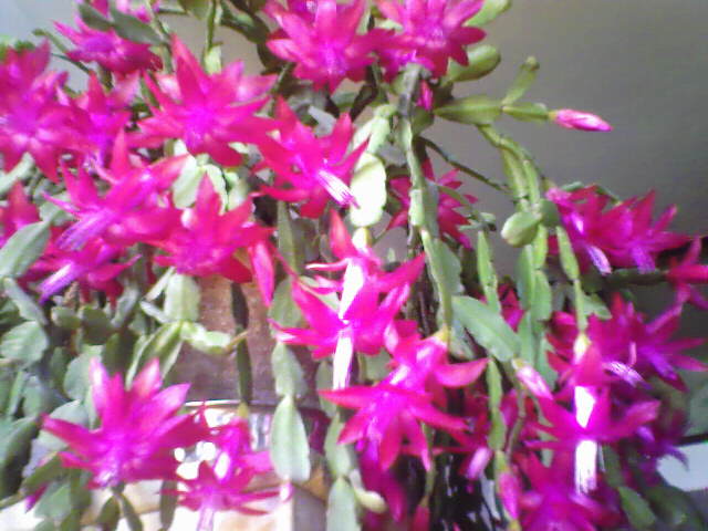 IMG0135A.jpg