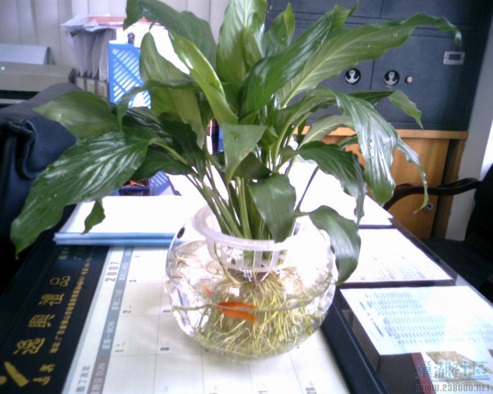 IMG0217A.jpg