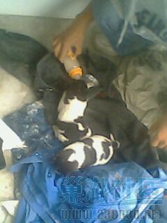 IMG0463A.jpg
