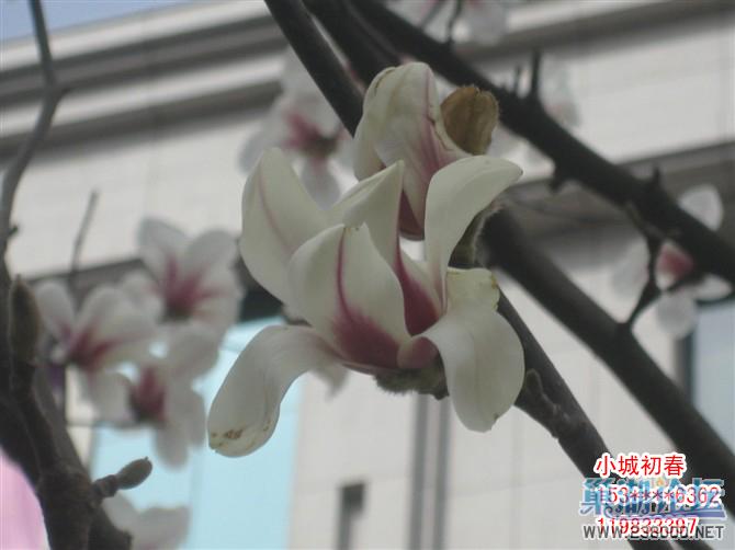 小城初春