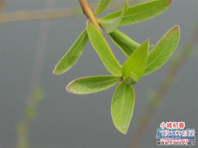 小城初春