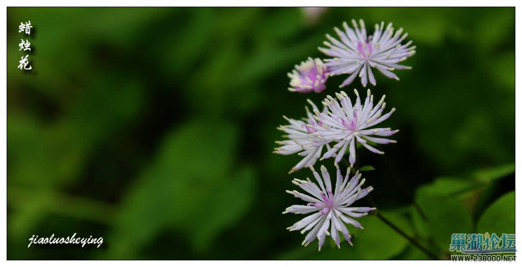 蜡烛花1.jpg