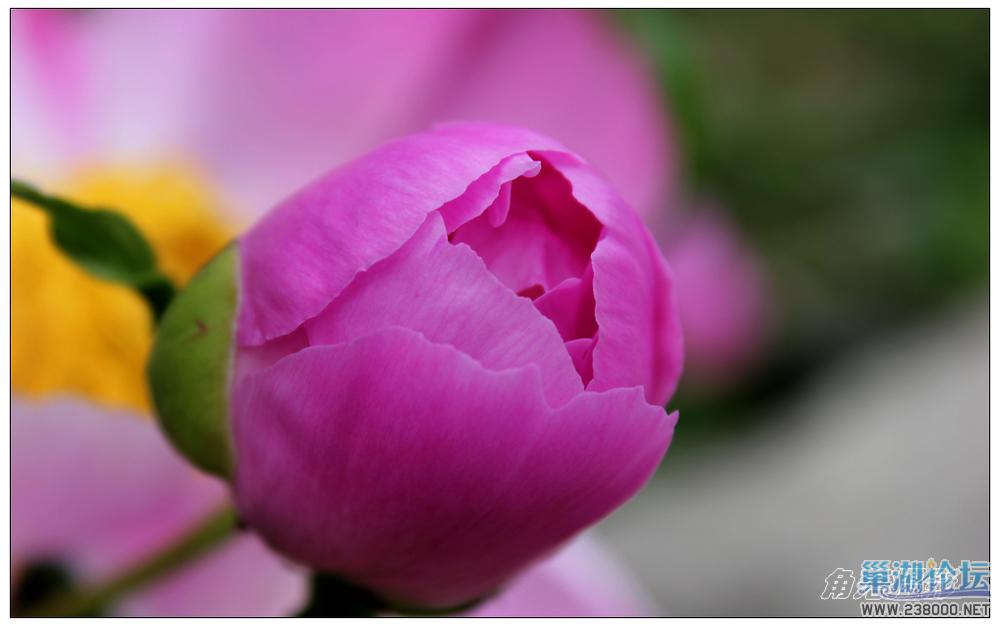 芍药3.jpg