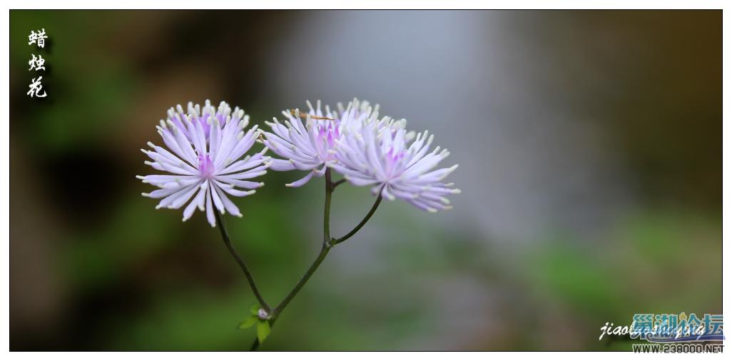 蜡烛花5.jpg
