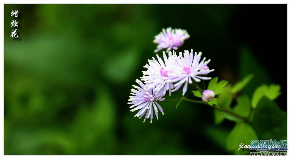 蜡烛花6.jpg