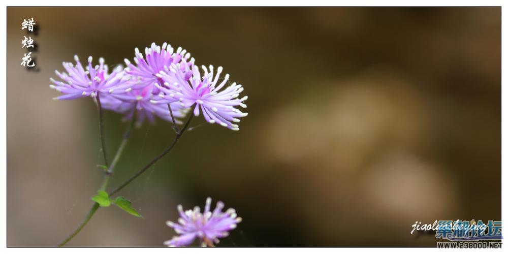 蜡烛花4.jpg