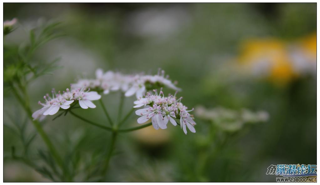 香菜花1.jpg