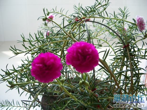 155517b08m2fxa8laxt2cm.jpg