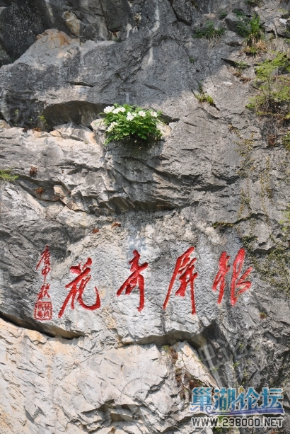 远观牡丹