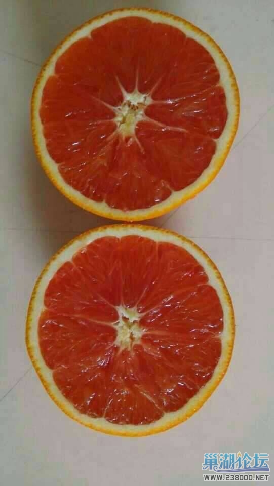 血橙